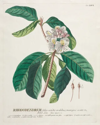 Plantae Selectae:  No. 66 - Rhododendron — Georg Dionysius Ehret