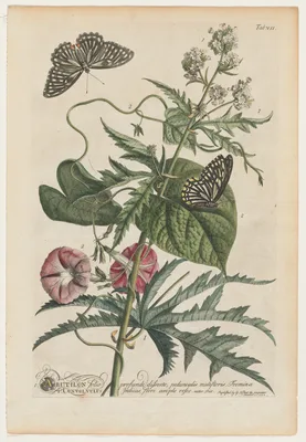 Plantae et papiliones rariores:  No. 7 — Georg Dionysius Ehret