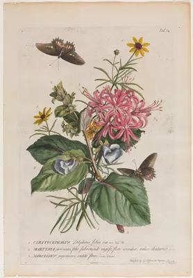 Plantae et papiliones rariores:  No. 9 — Georg Dionysius Ehret