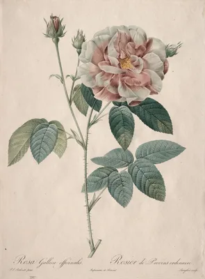 Les Roses:  Rosa Gallica — Pierre-Joseph Redouté