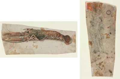 Lobster (recto) Sketch of an Armoured Male Figure (verso) — Anonymous