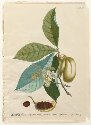 Plantae Selectae:  No. 5 - Anona — Georg Dionysius Ehret