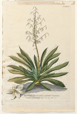 Plantae Selectae:  No. 37 - Yucca — Georg Dionysius Ehret