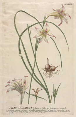 Plantae Selectae:  No. 39 - Lilio-Gladiolus — Georg Dionysius Ehret