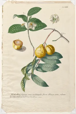 Plantae Selectae:  No. 43 - Guaiaba — Georg Dionysius Ehret
