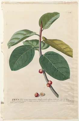 Plantae Selectae:  No. 50 - Ficus — Georg Dionysius Ehret