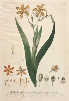 Plantae Selectae:  No. 52 - Ixia — Georg Dionysius Ehret