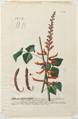 Plantae Selectae:  No. 58 - Corallodendron — Georg Dionysius Ehret