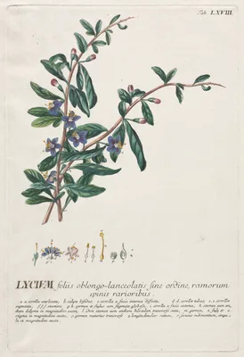 Plantae Selectae:  No. 68 - Lycium — Georg Dionysius Ehret