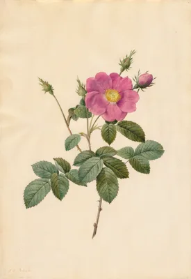 Cabbage Rose (Rosa Centifolia Simplex) — Pierre-Joseph Redouté