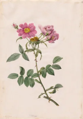 Rosa Collina Monsoniana — Pierre-Joseph Redouté
