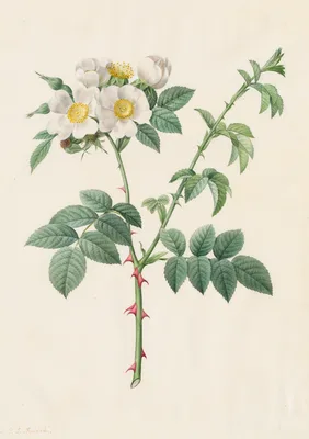 Brier Bush Rose or Dog Rose (Rosa Leucantha) — Pierre-Joseph Redouté