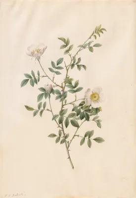 Brier Bush Rose or Dog Rose (Rosa Sepium Rosea) — Pierre-Joseph Redouté