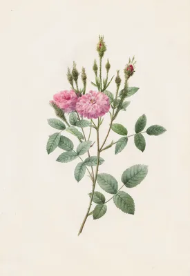 Rosa Pomponiana Muscosa — Henri-Joseph Redouté