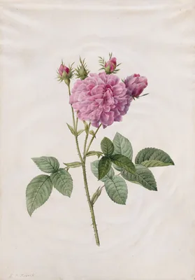 Agatha Rose (Rosa Gallica Agatha) — Henri-Joseph Redouté