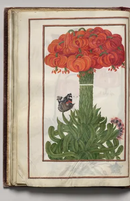 Bouquet of Orange Lilies, Moth, and Caterpillar, folio 19 (verso), from Florilegium (A Book of Flower Studies)