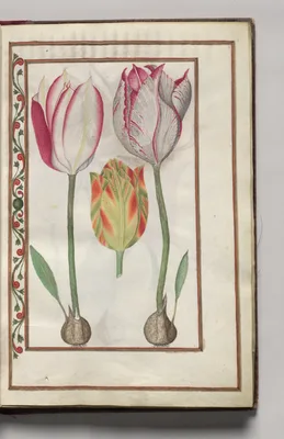 Tulips, folio 2 (recto), from Florilegium (A Book of Flower Studies)