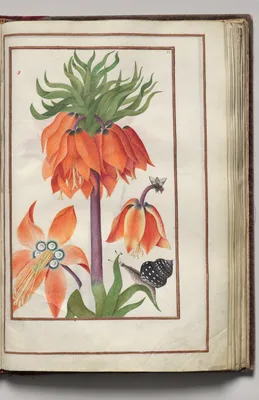 Orange Fritillaria Imperialis (Crown Imperial), Snail, and Bug, folio 20 (recto), from Florilegium (A Book of Flower Studies)