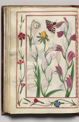 Snow Drop, Winter Aconite, and Moth with Dianthus Border, folio 34 (verso), from Florilegium (A Book of Flower Studies)