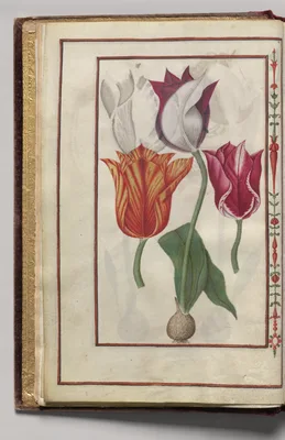Tulips, folio 2 (verso), from Florilegium (A Book of Flower Studies)