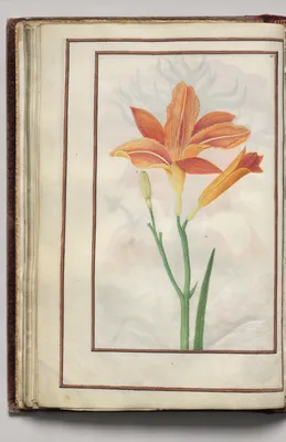 Day Lily, folio 20 (verso), from Florilegium (A Book of Flower Studies)