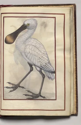 White Bird, folio 35 (recto), from Florilegium (A Book of Flower Studies)