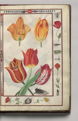 Tulips with Poppy, Carnation, Snail, Bug, and Frog Border, folio 3 (recto), from Florilegium (A Book of Flower Studies)