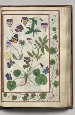 Violas with Leaf and Fly Border, folio 21 (recto), from Florilegium (A Book of Flower Studies)