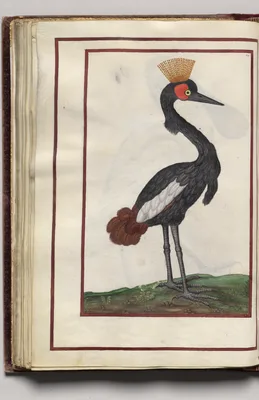 Black Bird with Crown, folio 35 (verso), from Florilegium (A Book of Flower Studies)
