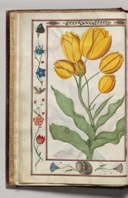 Yellow Tulips with Blue Columbine, Glory, Bird, and Butterfly Border, folio 3 (verso), from Florilegium (A Book of Flower Studies)