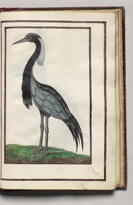 Heron, folio 36 (recto), from Florilegium (A Book of Flower Studies)