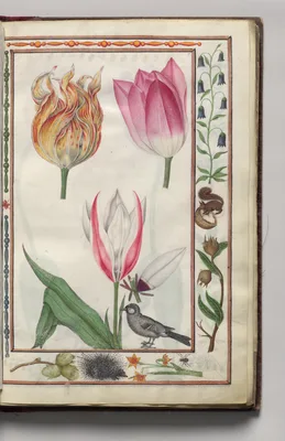 Tulipa Clusiana with Campanula, Porcupine, Spider, and Squirrel Border, folio 4 (recto), from Florilegium (A Book of Flower Studies)