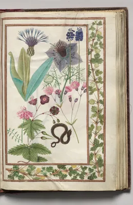 Blue Cynthia, Nigella, Gray Pyensin, Cranesbill, and Snake with Gooseberry Border, folio 22 (recto), from Florilegium (A Book of Flower Studies)