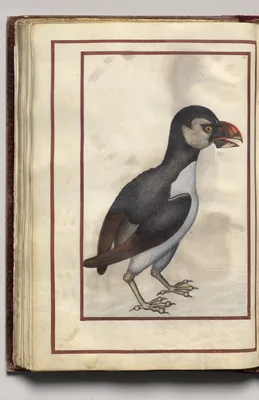 Brown and Gray Bird, folio 36 (verso), from Florilegium (A Book of Flower Studies)