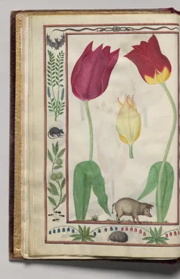 Tulips and Boar with Bat, Snake, Rat, and Ants Border, folio 4 (verso), from Florilegium (A Book of Flower Studies)