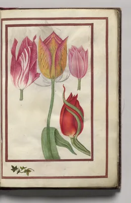 Tulips, folio 5 (recto), from Florilegium (A Book of Flower Studies)