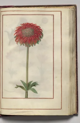Dahlia?, folio 23 (recto), from Florilegium (A Book of Flower Studies)