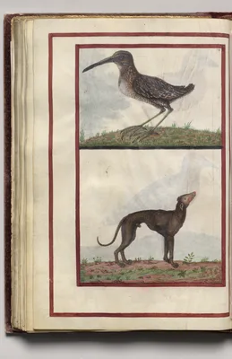Bird and Dog, folio 37 (verso), from Florilegium (A Book of Flower Studies)