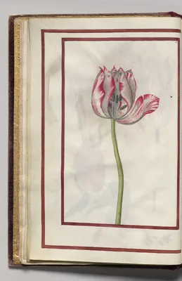Tulip Section, folio 5 (verso), from Florilegium (A Book of Flower Studies)