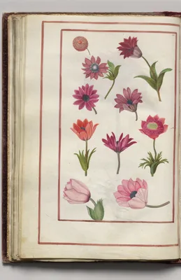Red and Pink Anemones, folio 23 (verso), from Florilegium (A Book of Flower Studies)