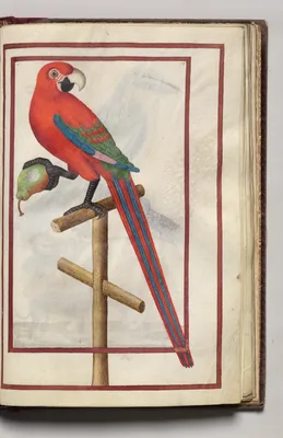 Parrot with a Pear, folio 38 (recto), from Florilegium (A Book of Flower Studies)
