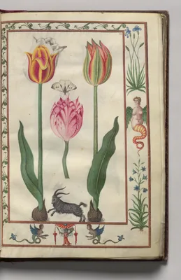 Tulips, Moth, and Goat with Hybrid Creature Border, folio 7 (recto), from Florilegium (A Book of Flower Studies)