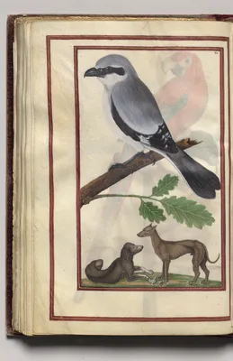 Gray Bird with Two Dogs, folio 38 (verso), from Florilegium (A Book of Flower Studies)