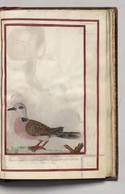 Pink Breasted Bird, folio 39 (recto), from Florilegium (A Book of Flower Studies)