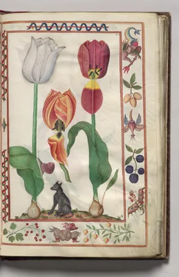 Tulips, Snail, and Dog with Hybrid Creature Border, folio 8 (recto), from Florilegium (A Book of Flower Studies)