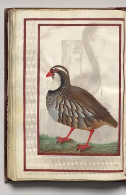 Partridge, folio 40 (verso), from Florilegium (A Book of Flower Studies)
