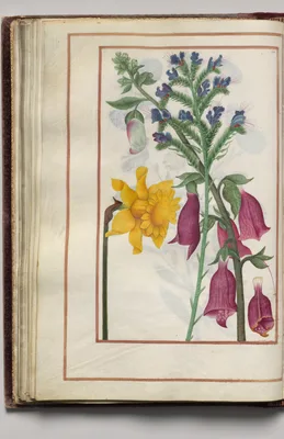 Yellow Narcissus, Blue Bugloss, and Foxglove, folio 25 (verso), from Florilegium (A Book of Flower Studies)