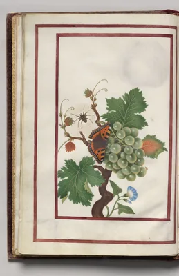 Morning Glory, Cluster of Grapes, and Spider, folio 10 (verso), from Florilegium (A Book of Flower Studies)