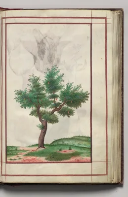 Pear Tree in Landscape, folio 13 (recto), from Florilegium (A Book of Flower Studies)