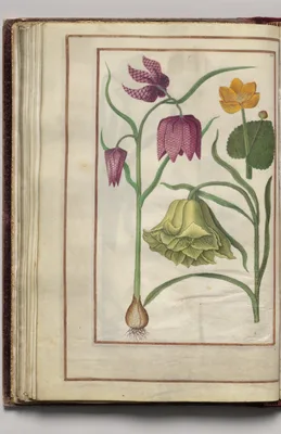 Fritillaria Meleagris and Ranunculus, folio 26 (verso), from Florilegium (A Book of Flower Studies)